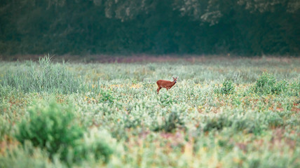 Roe deer doe in field with young vegetation.