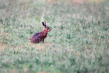 Hare sitting in summer meadow.