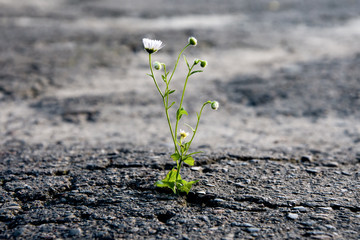 A lonely flower makes its way through the city asphalt, craving for the sun and the power of plant...