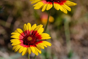 Yellow red daisy flower