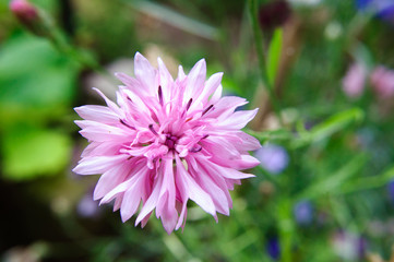 Obraz premium Pink cornflower flower in the garden, centaurea.