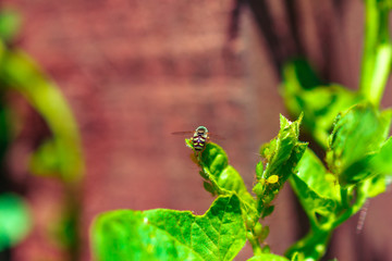Macro Baby Bumble Bee