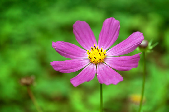Pink cosmos flower on blurred green background.