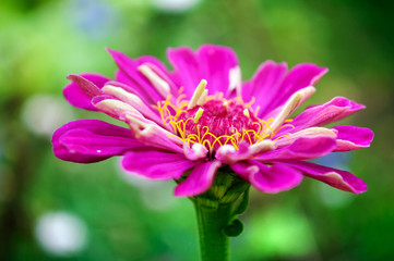 Bright purple flowers of zinnia in the garden.
