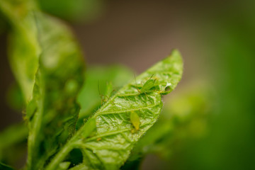Tiny Green Insects on Plants