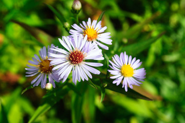Pale purple flower Aster chamomile in the garden.