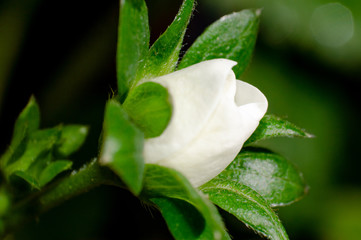 Obraz premium young strawberry flower