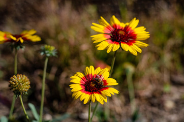 Closeup bee on a yellow daisy flower with a red center. Autumn flowers in the garden with blurry background