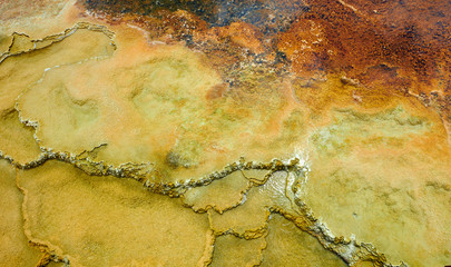 Close up of algee growinng in Mammoth Hot Springs, Yellowstone National Park.