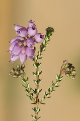 Erica andevalenis type of wild heather endemic to the Odiel river basin in Huelva with beautiful...