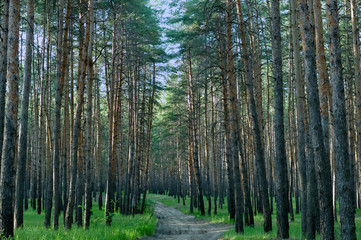 forest, tree, nature, trees, pine, landscape, wood, woods, autumn, green, birch, summer, woodland, park, season, fall, trunk, leaf, sun, light, sunlight, leaves, environment, foliage, grass
