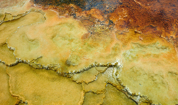 Close up of algee growinng in Mammoth Hot Springs, Yellowstone National Park.