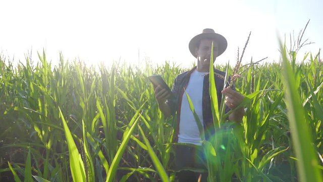 smart farming slow motion video concept. man agronomist holds tablet touch pad computer in the corn field is studying and examining crops before harvesting. Agribusiness concept. male farmer orking
