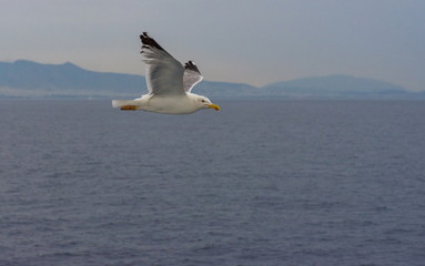 Fototapeta na wymiar Seagull in flight over the Mediterranean sea, with Athens, Greece in the background.