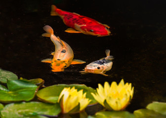 Three koi carp fish and two water lilies and pads in a tranquil pond. The fish are orange, gold and silver colours.