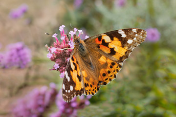 A Painted Lady butterfly with its wings open on a pink flower seen from above