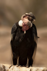 Condor Roi des Andes