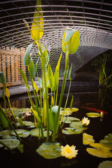 Koi carp fish pond in a garden or yard with a metal framework cover as protection against herons. There are lilies and water plants and koi carp in the pond.