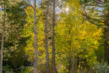 Fototapeta premium Early Autumn Leaves in Lee Vining
