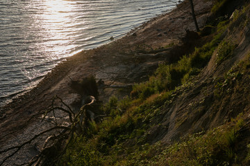 fallen tree at the Baltic Sea cliff