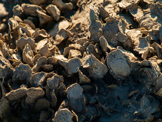 Oyster Shells