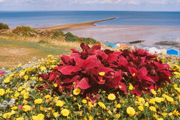 A display of a brightly coloured plant and wild flowers on the grass slopes behind beach huts and a spit of land which is know the locally a 'Whitstable Street'. It is only accessible at low tide.