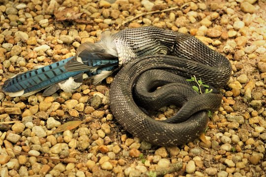 A black rat snake (Pantherophis obsoletus) is swallowing a bad luck Blue Jay bird (Cyanocitta cristata)  slowly in the mouth on the pebbles ground in the garden, Summer in Georgia USA.