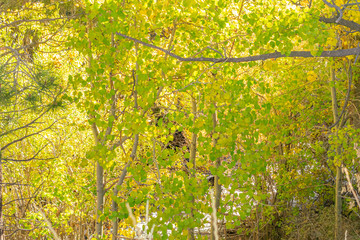 Early Autumn Leaves in Lee Vining