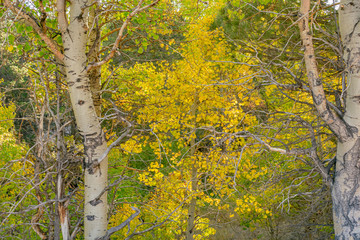 Early Autumn Leaves in Lee Vining
