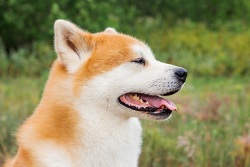 portrait of Japanese thoroughbred dog Akita inu