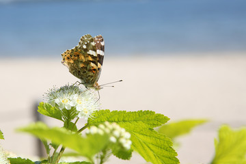 Small nymph butterfly in my garden on the interesting background looks beautiful