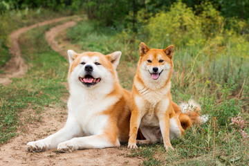 Naklejka na ściany i meble Two Japanese dogs: Akita inu and Shiba inu