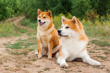 Two Japanese dogs: Akita inu and Shiba inu