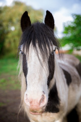 A wide angle portrait of a white and black horse in the Suffolk