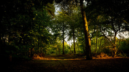 A forest path running through a natural Suffolk woodland. It is filled with lush green vegetation and tall healthy trees