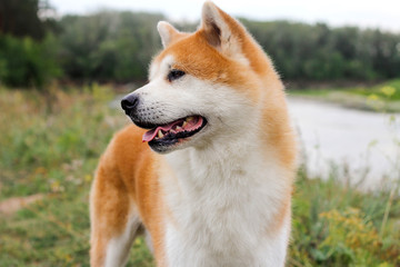 Male purebred Japanese dog Akita inu