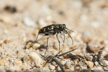 Lophyra flexuosa tiger beetle of small size and large jaws