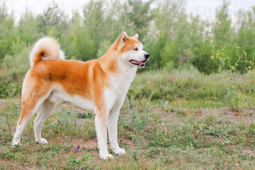 Beautiful male Japanese dog Akita inu