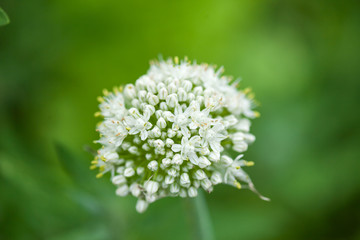 Onion White flower