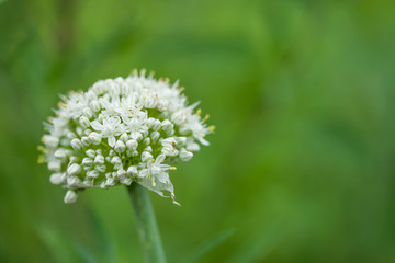 Onion White flower