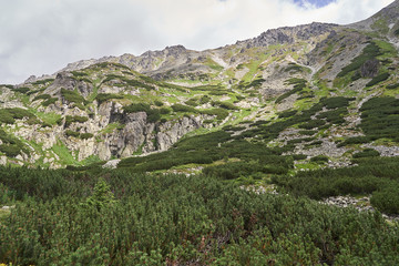 Landscape Picture of alpine countryside in High Tatras mountains in Slovakia, highest mountain range in Carpathian Mountains shown wild spruce forrest and dwarf mountain pines,  in higher elevations.