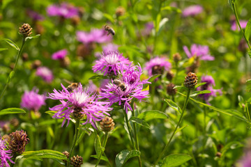 A flowering meadow full of flowers is needed for many useful insects, including bees and bumblebees