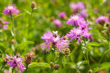 A flowering meadow full of flowers is needed for many useful insects, including bees and bumblebees