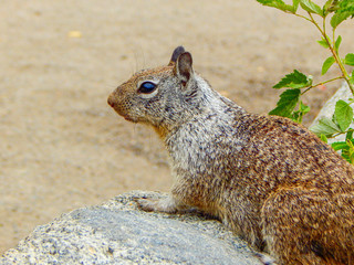 Cute Outdoor Squirrel
