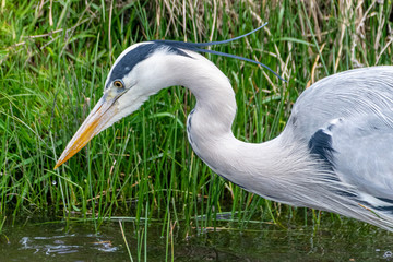 Grey heron ( Ardea cinerea)
