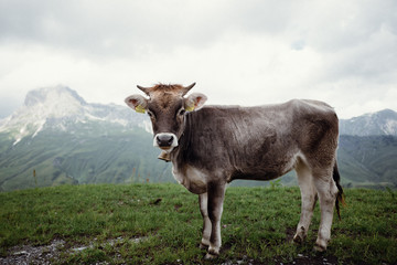 Fototapeta na wymiar Austrian Calf