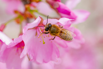 Busy Bee on Pink Orchards