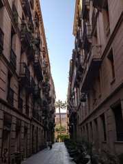 Fototapeta na wymiar street in the city center of Barcelona in spain palm trees