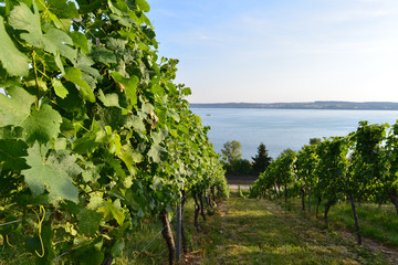 Weinbaugebiet Württembergischer Bodensee