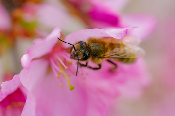 Busy Bee on Pink Orchards
